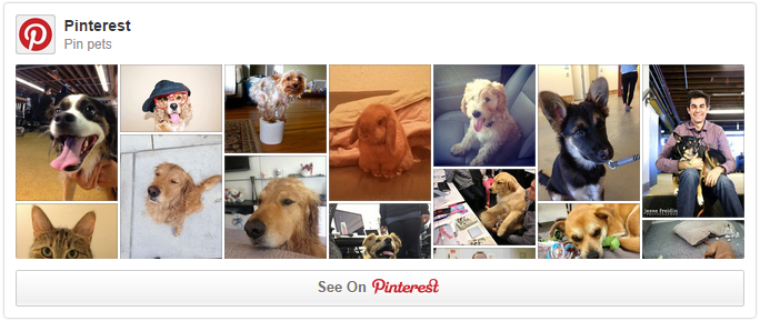 cute dogs on pinterest